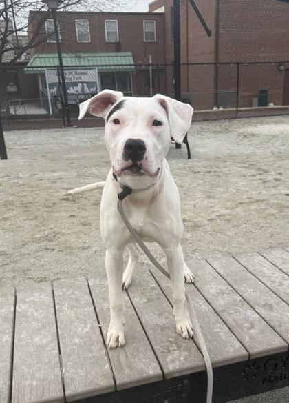 Enlarge Bella-K'Aree, an adopted mixed breed in Philadelphia, PA image 3/3