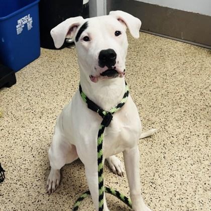 Enlarge Bella-K'Aree, an adopted mixed breed in Philadelphia, PA image 1/3