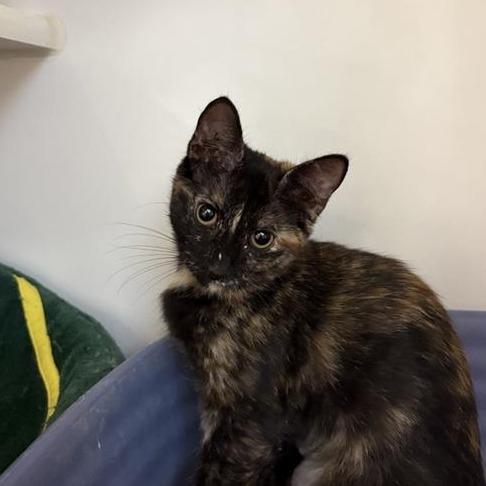 Enlarge Sheila, a Adoptable Domestic Short Hair in Phoenix, AZ image 1/1