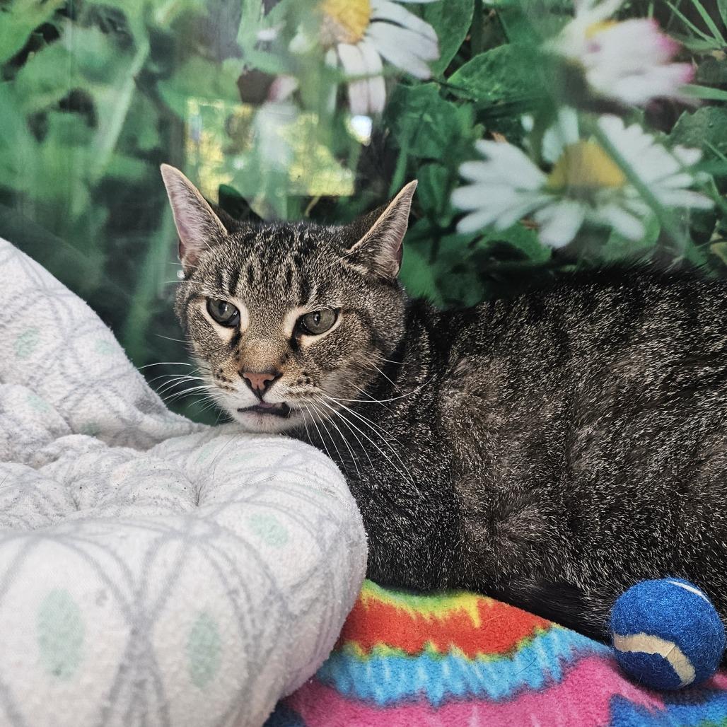 Enlarge Stewie, a Adoptable Domestic Short Hair in Nashville, TN image 1/1