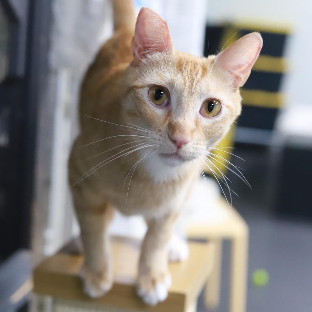 Gino — thumbnail 2