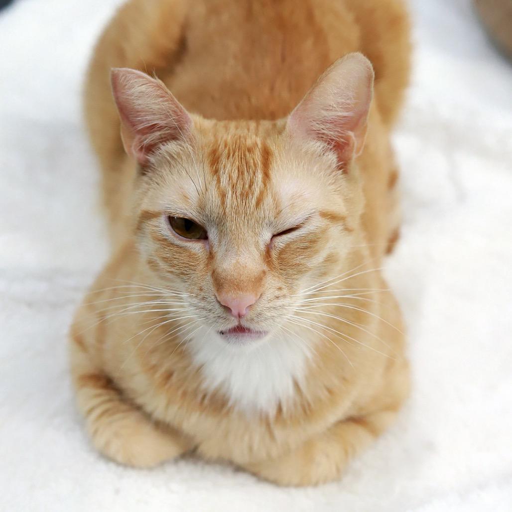 Gino — thumbnail 3