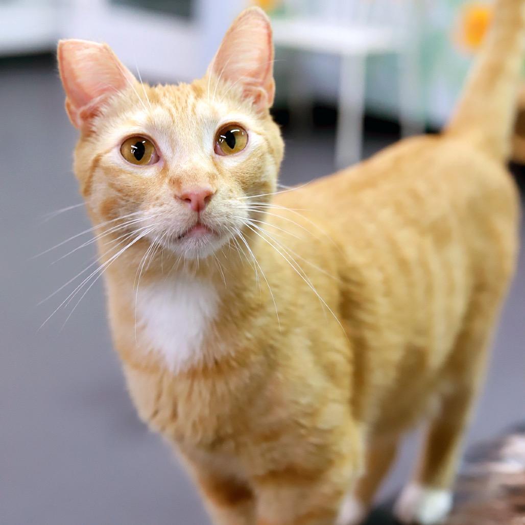 Gino — thumbnail 4