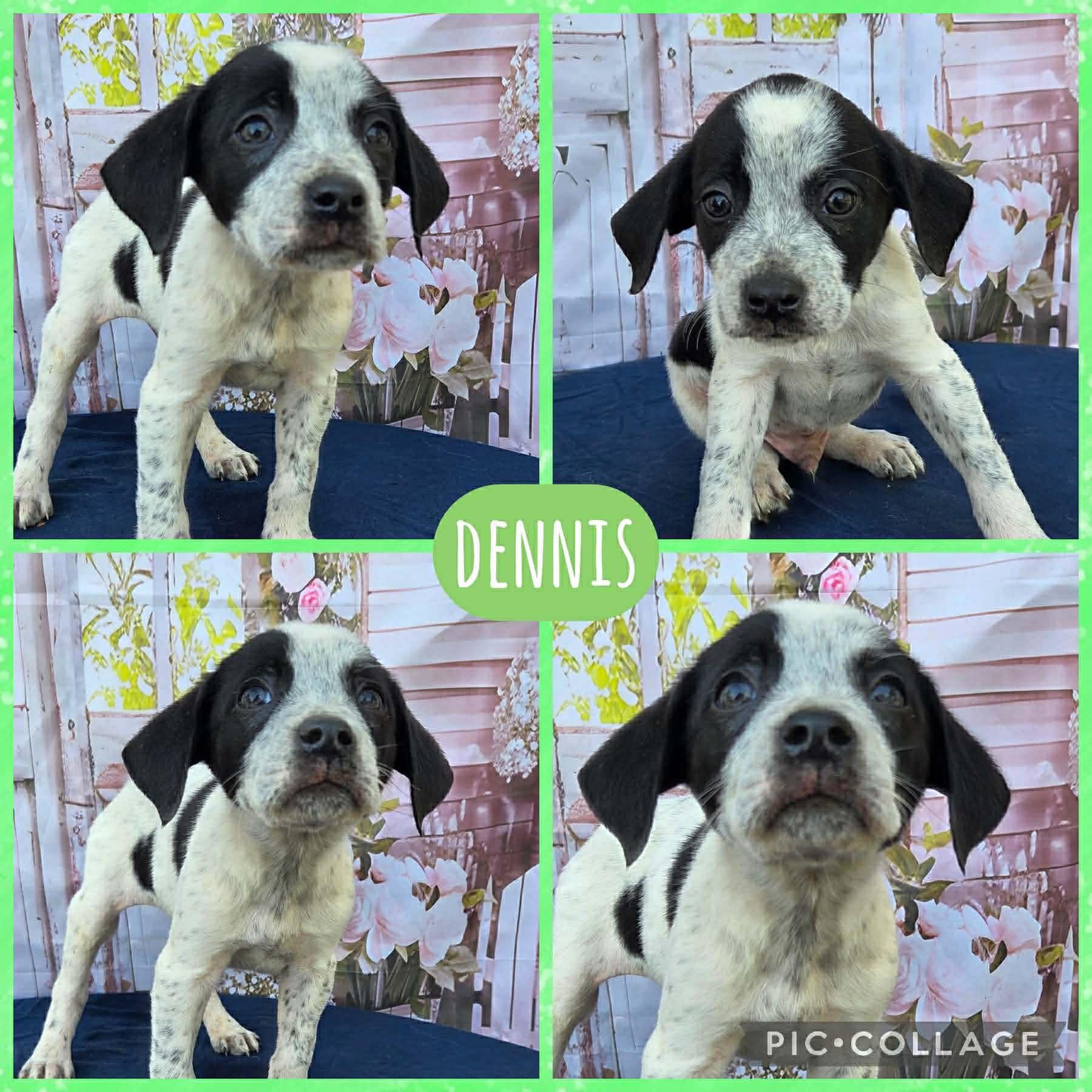 Enlarge Dennis, an adopted mixed breed in Ringwood, NJ image 1/1