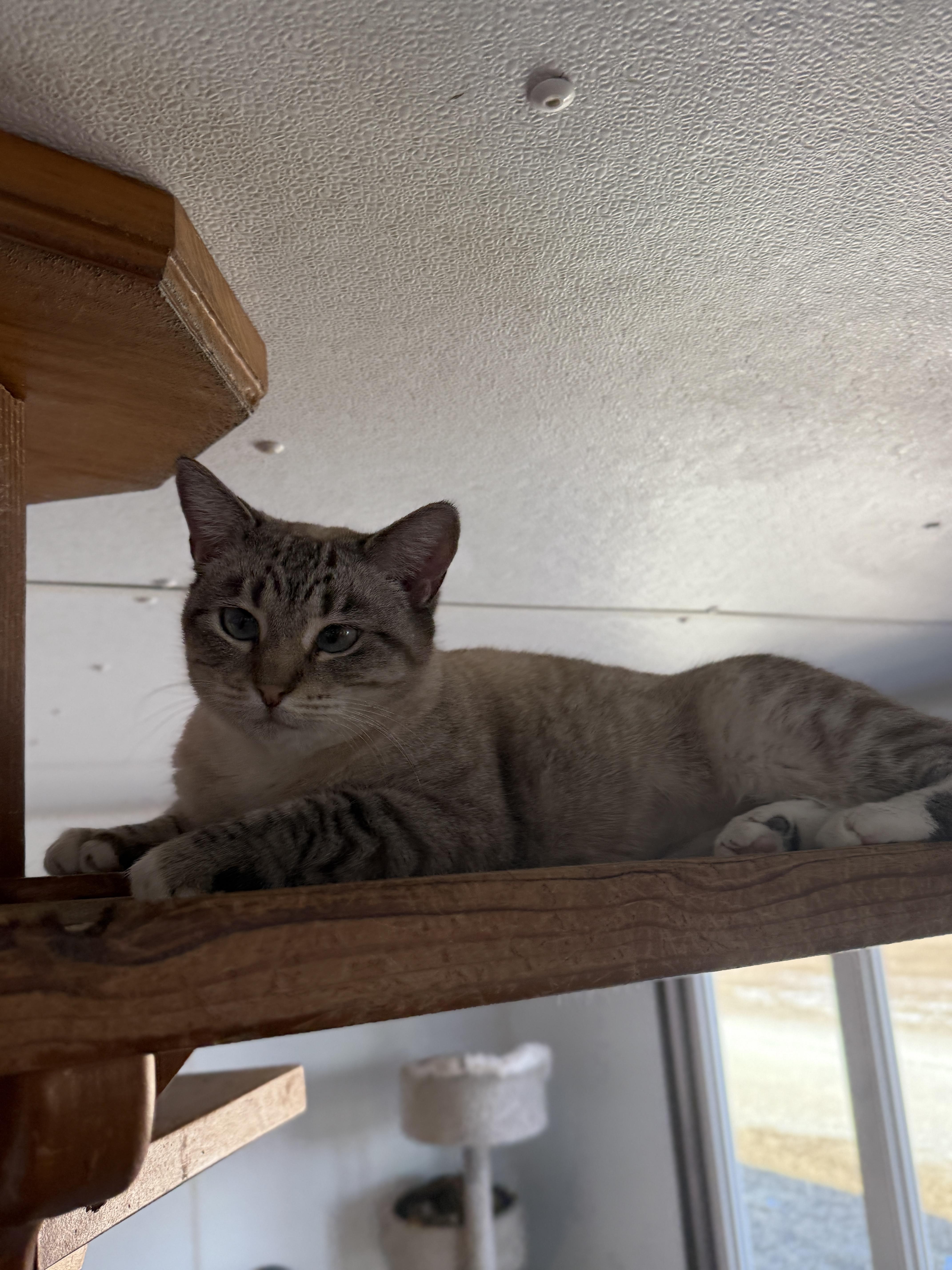 Enlarge Sashimi, an adopted Siamese in Auburn, NE image 3/4