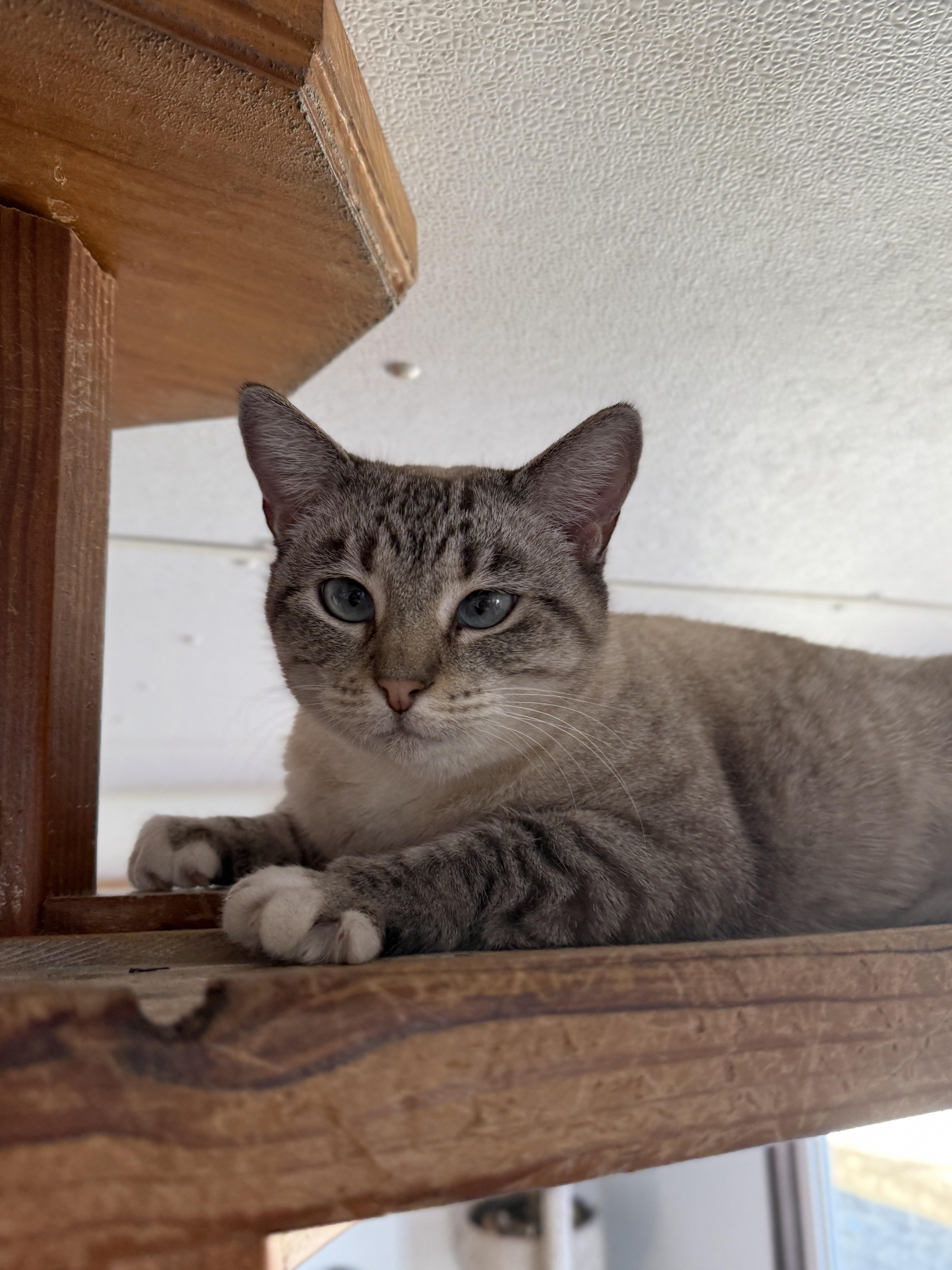 Enlarge Sashimi, an adopted Siamese in Auburn, NE image 2/4