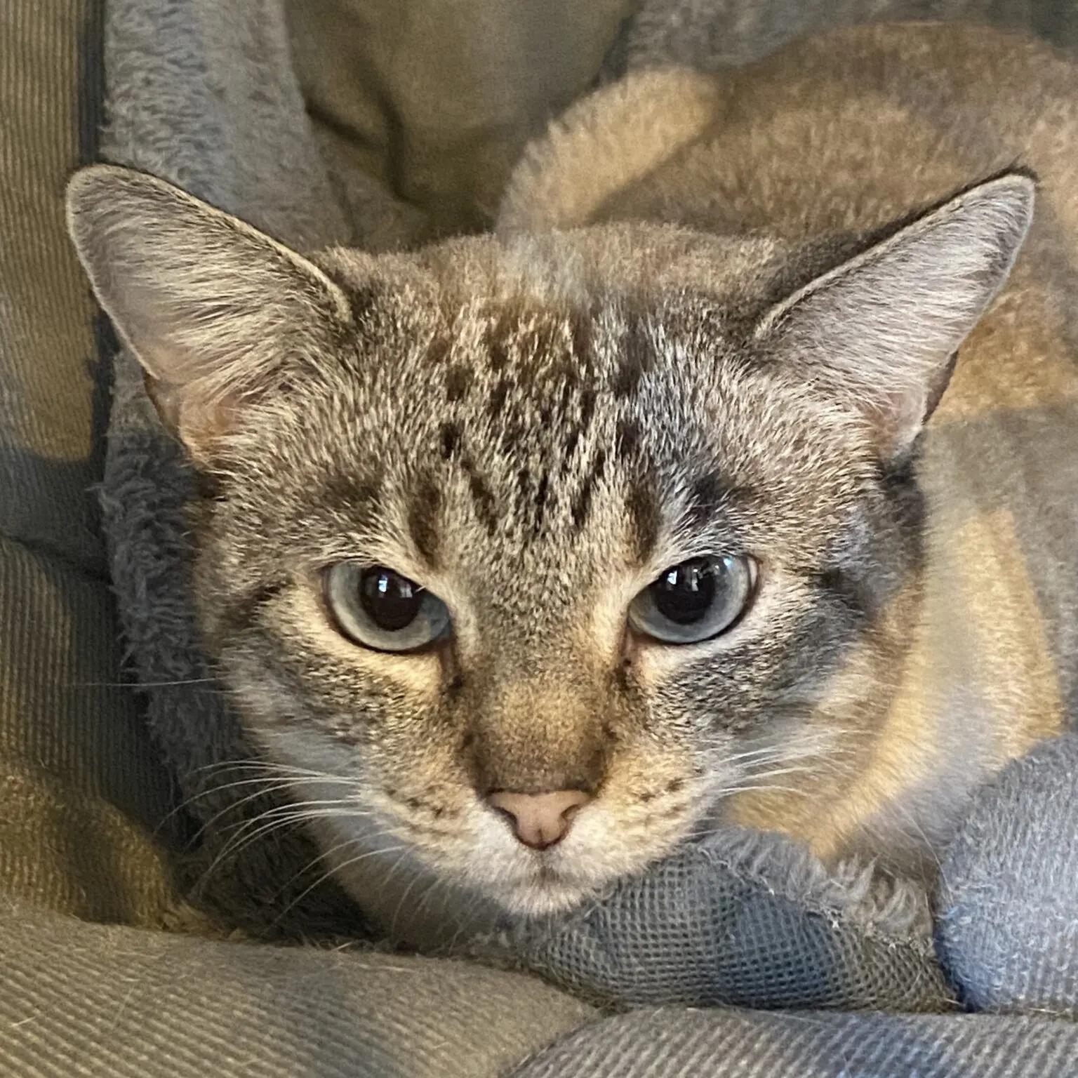 Sashimi, adopted, Young Female Siamese.