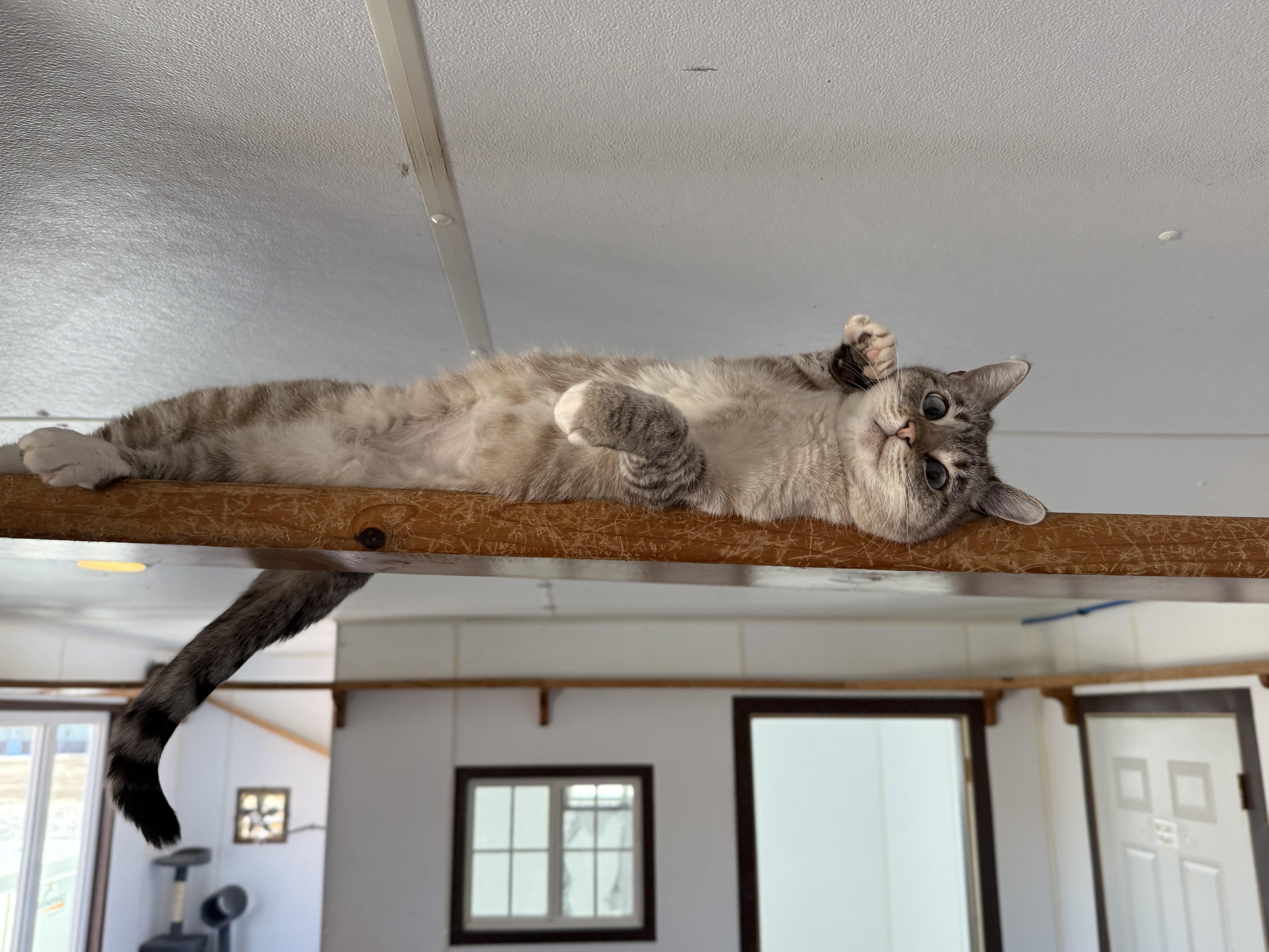 Enlarge Sashimi, an adopted Siamese in Auburn, NE image 4/4