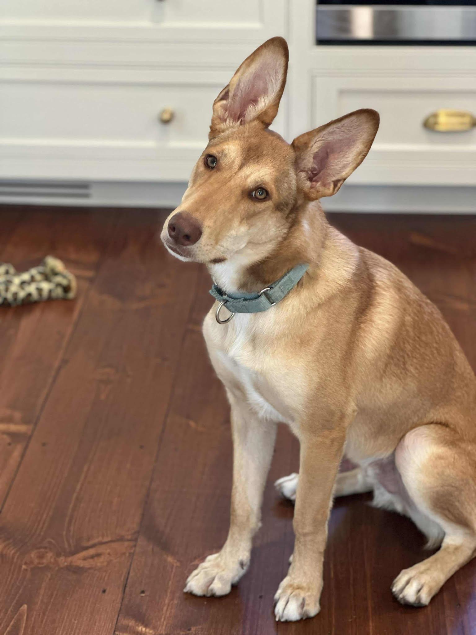 Enlarge Maximillian, a Adoptable mixed breed in Wurtsboro, NY image 1/2