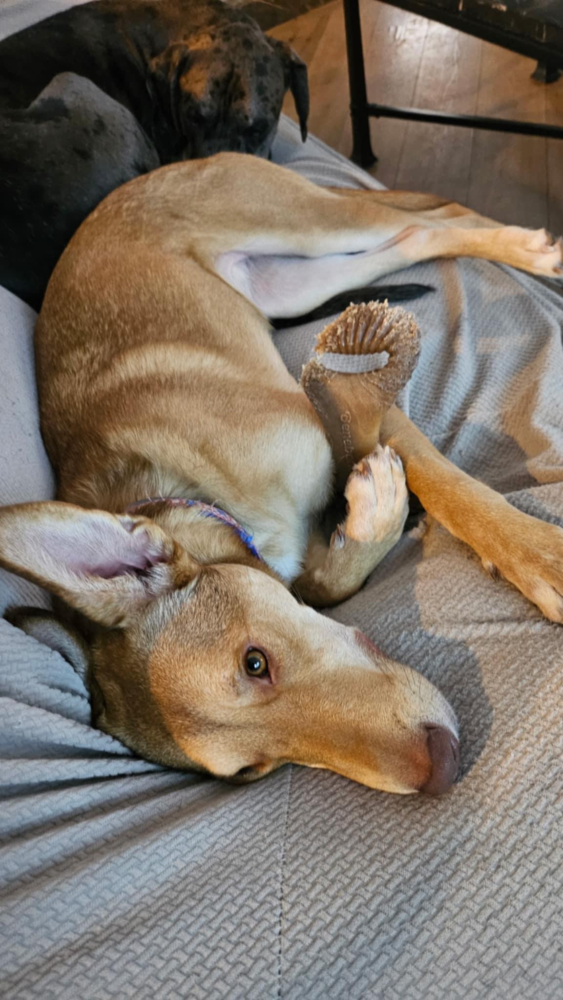 Enlarge Maximillian, a Adoptable mixed breed in Wurtsboro, NY image 6/6