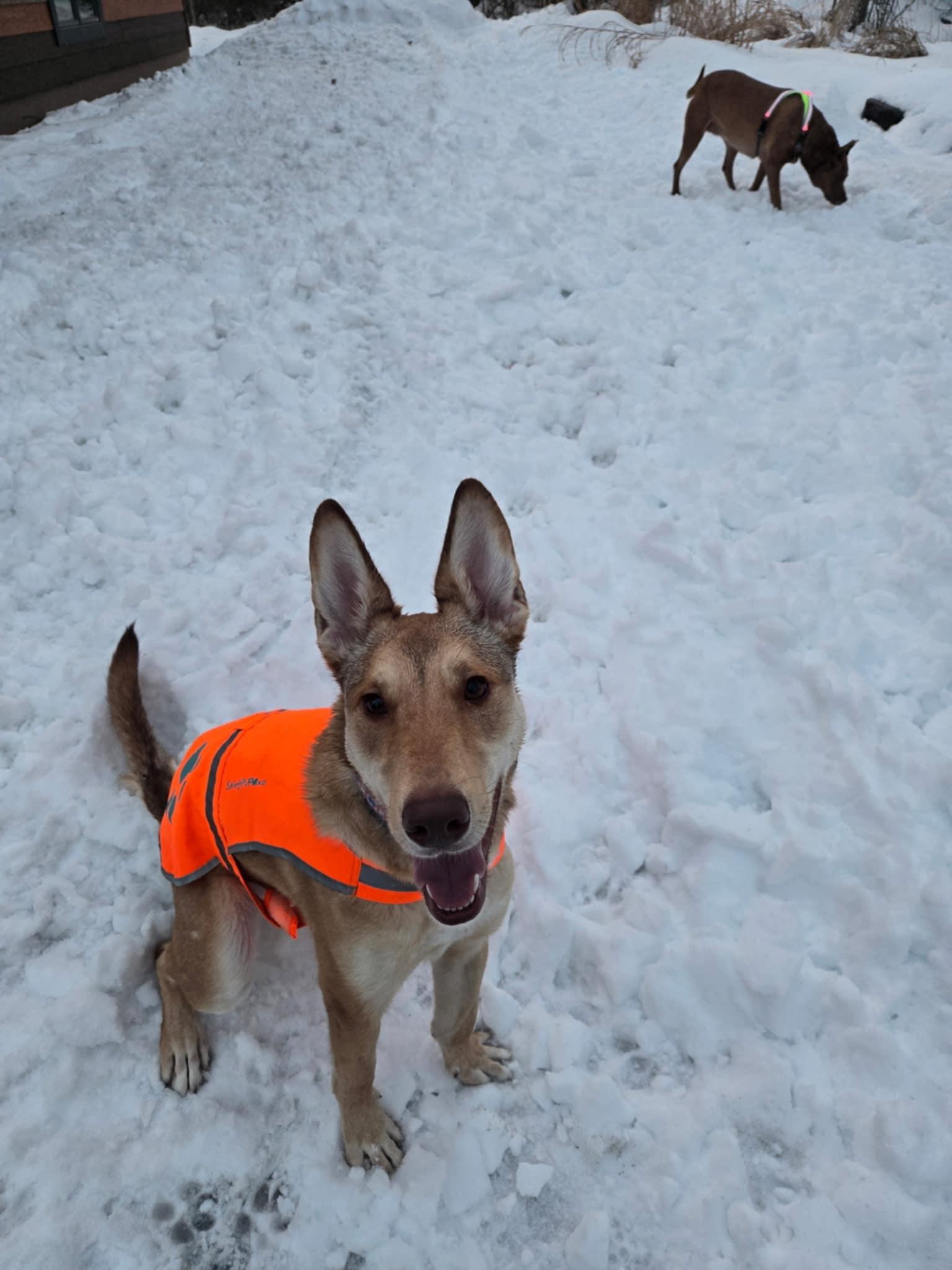 Maximillian, Adoptable, Young Male German Shepherd Dog & Pharaoh Hound.