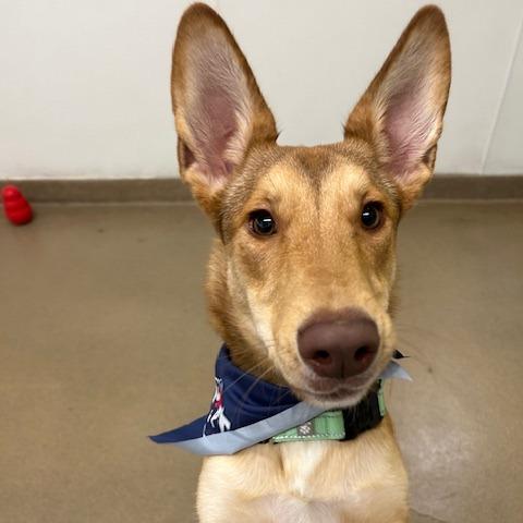 Maximillian, Young Male German Shepherd Dog