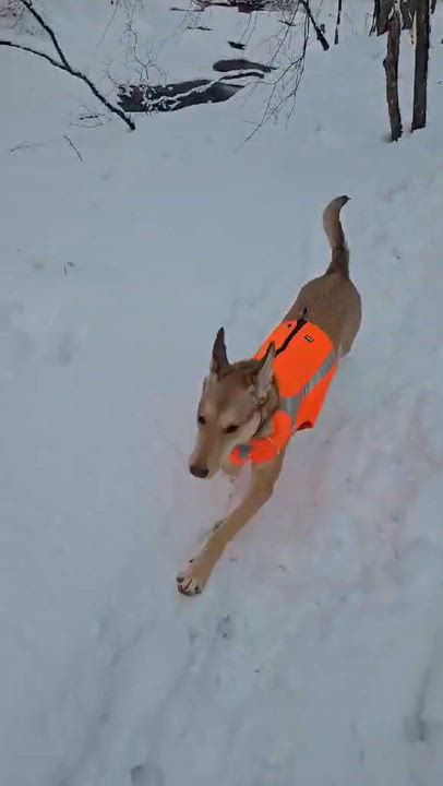 Enlarge Maximillian, a Adoptable mixed breed in Wurtsboro, NY video 5/6