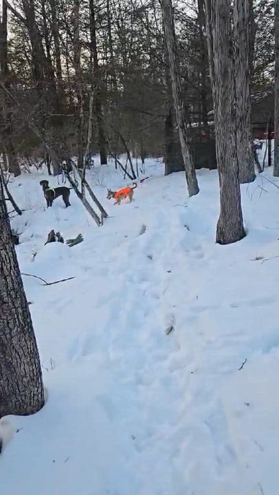 Enlarge Maximillian, a Adoptable mixed breed in Wurtsboro, NY video 4/6