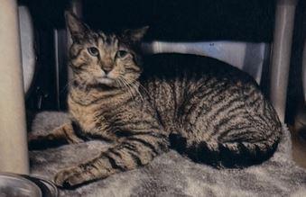 Enlarge Bruce, a Adoptable Domestic Short Hair in Keswick, ON image 1/3