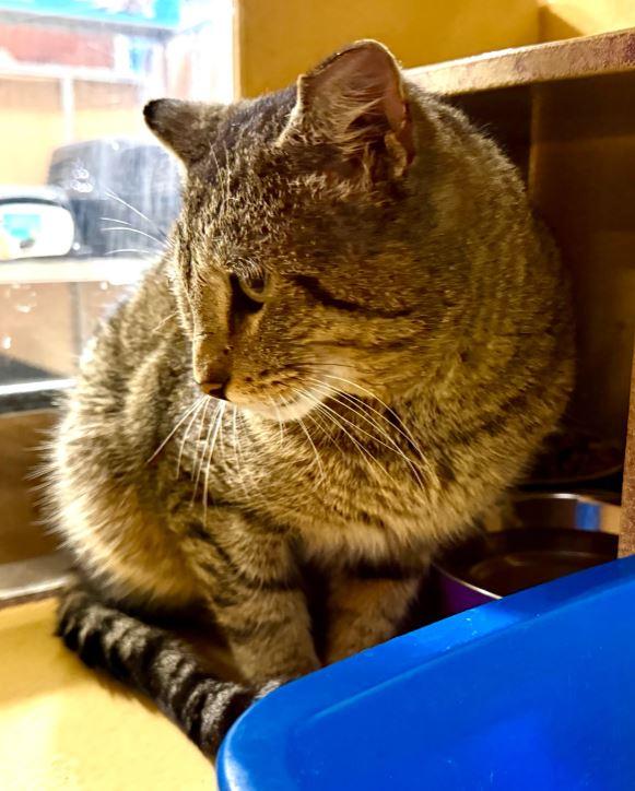 Enlarge Bruce, a Adoptable Domestic Short Hair in Keswick, ON image 2/3