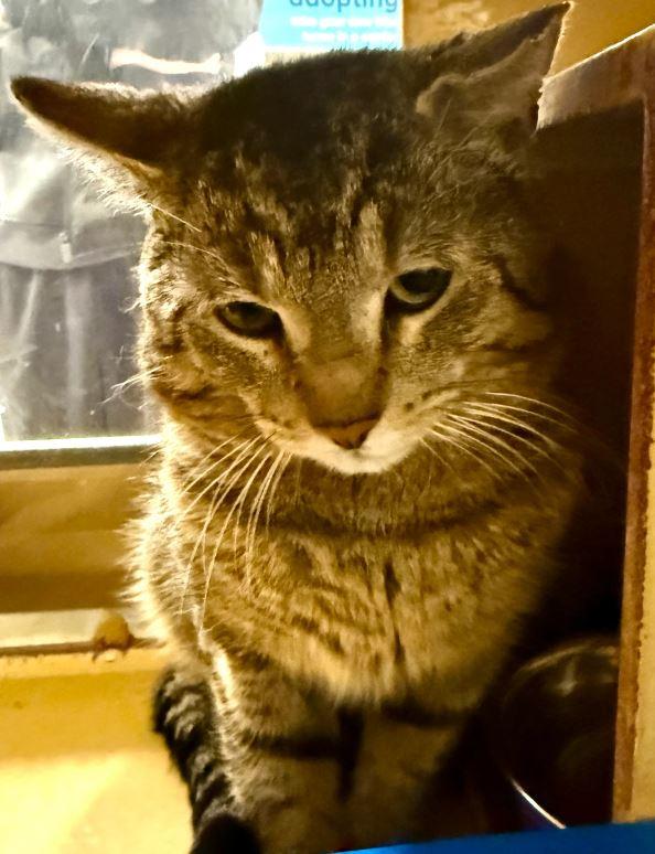 Enlarge Bruce, a Adoptable Domestic Short Hair in Keswick, ON image 3/3