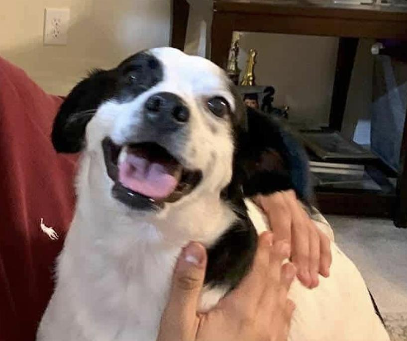 Enlarge Domino, a ADOPTABLE mixed breed in Commerce City, CO image 2/2