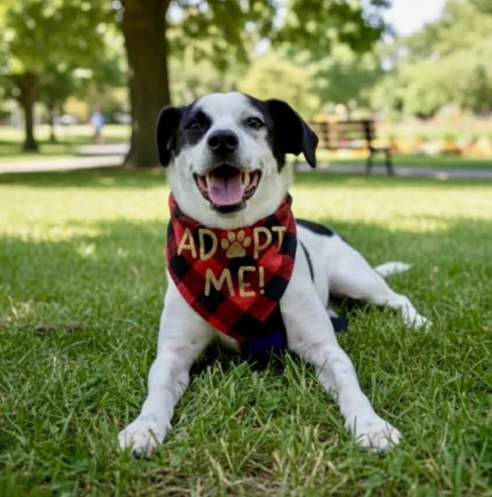 Enlarge Domino, a ADOPTABLE mixed breed in Commerce City, CO image 1/2