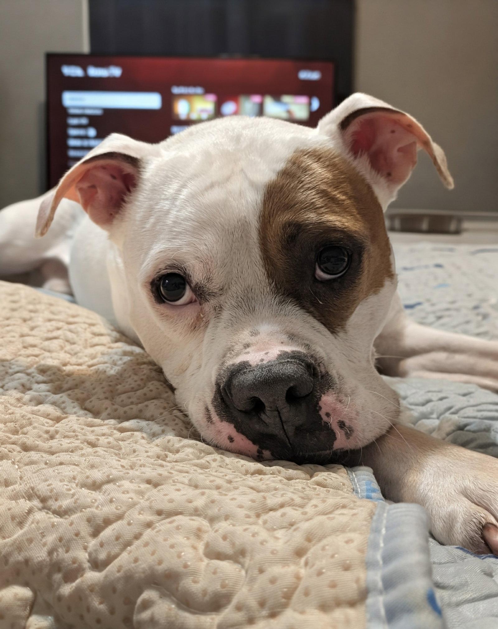 Chief, a Adoptable mixed breed in Raleigh, NC image 1/3