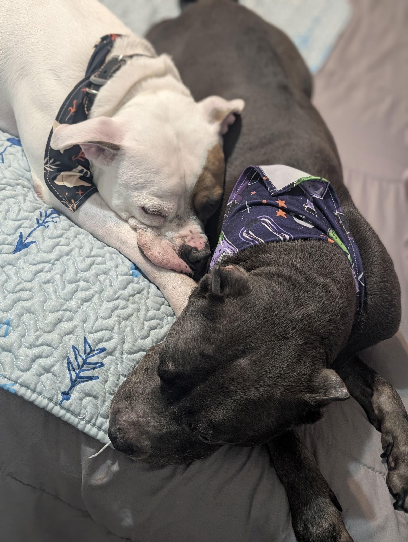 Chief, Adoptable, Adult Male American Bulldog & Pit Bull Terrier.