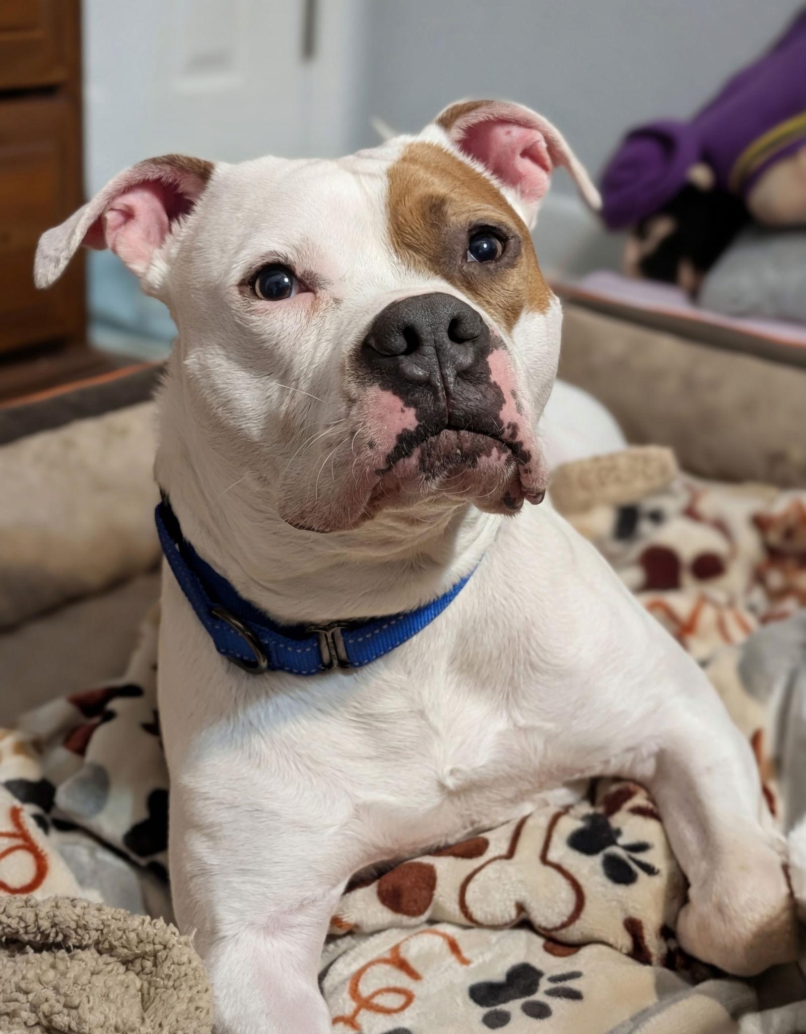 Enlarge Chief, a Adoptable mixed breed in Woodbridge, CT image 2/3