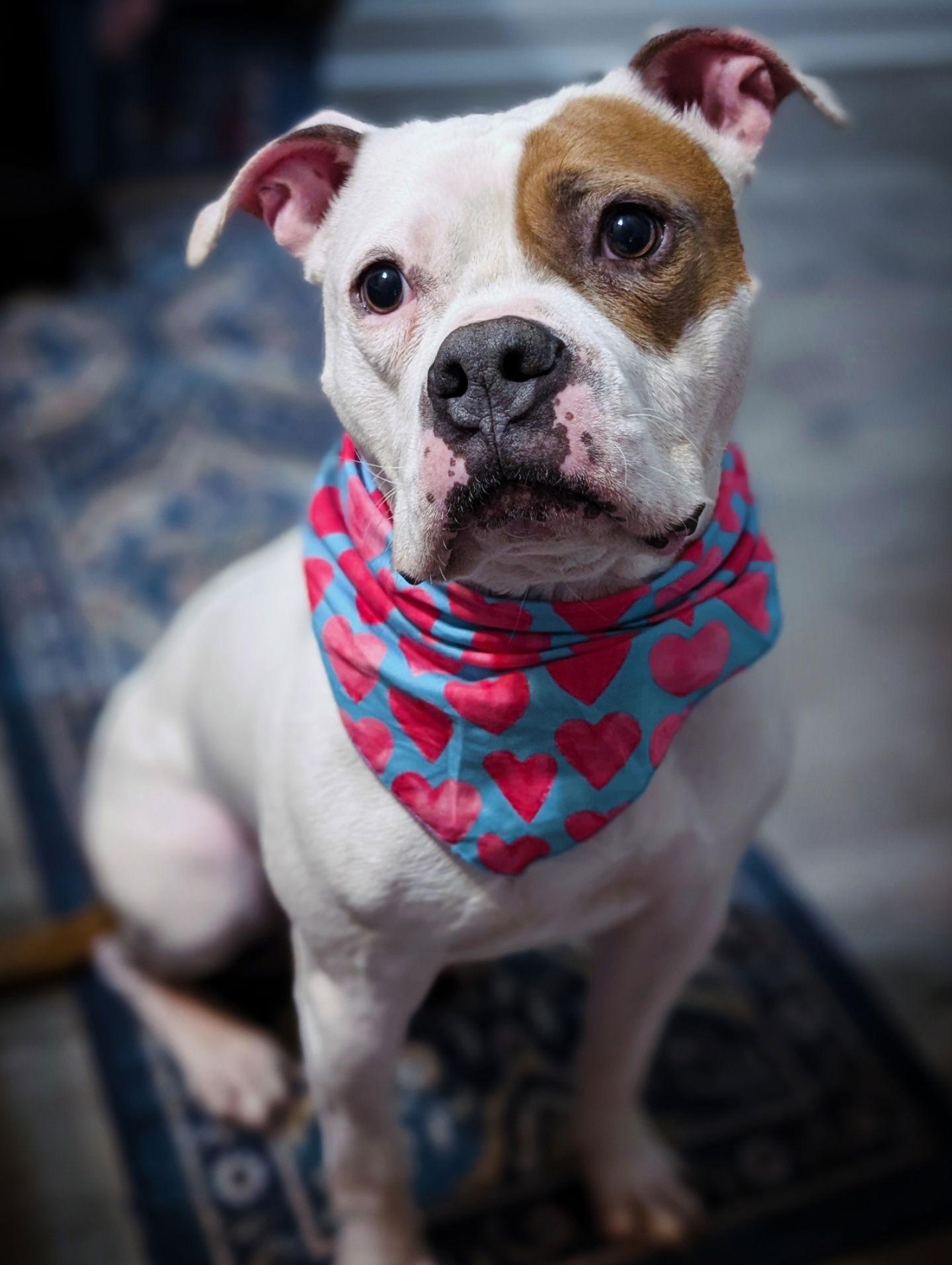 Enlarge Chief, a Adoptable mixed breed in Woodbridge, CT image 1/3