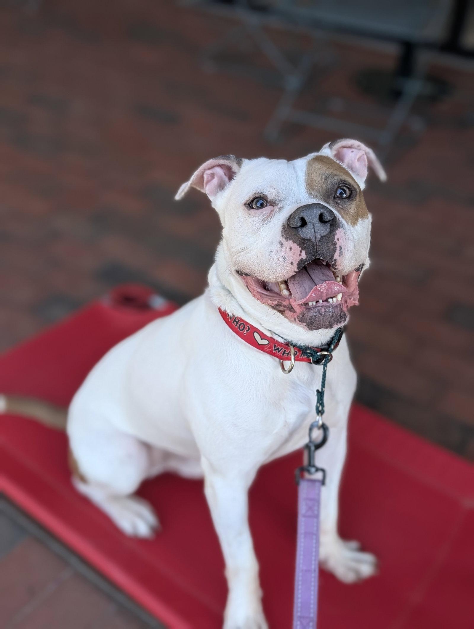 Chief, a Adoptable mixed breed in Raleigh, NC image 3/3