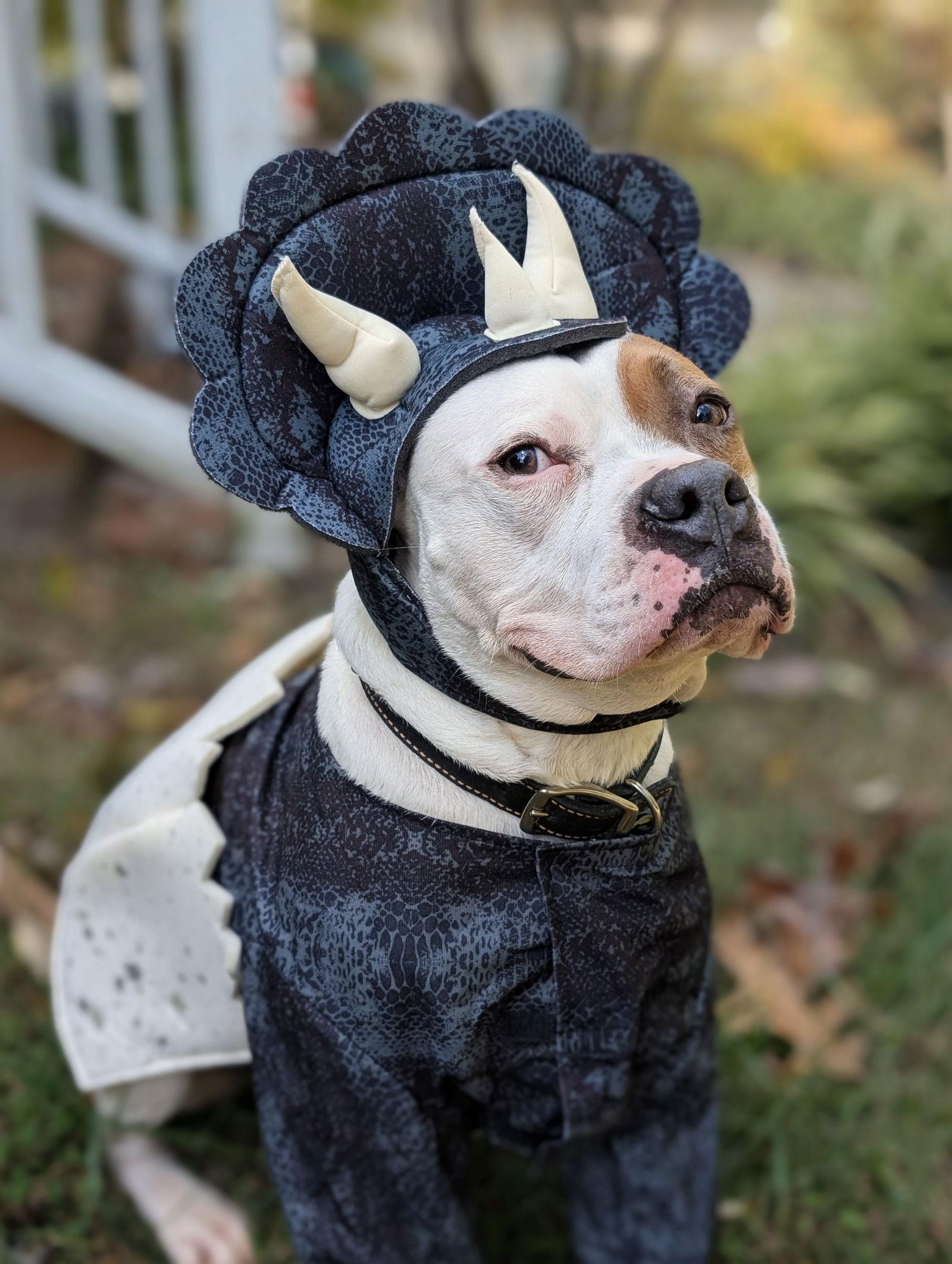 Enlarge Chief, a Adoptable mixed breed in Woodbridge, CT image 3/3