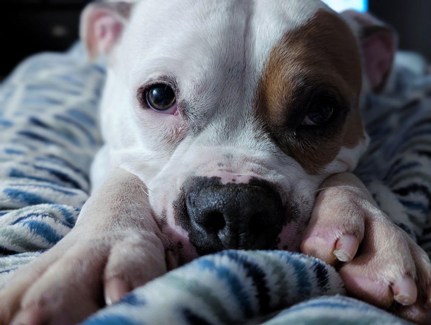 Enlarge Chief, a Adoptable mixed breed in Woodbridge, CT image 2/3