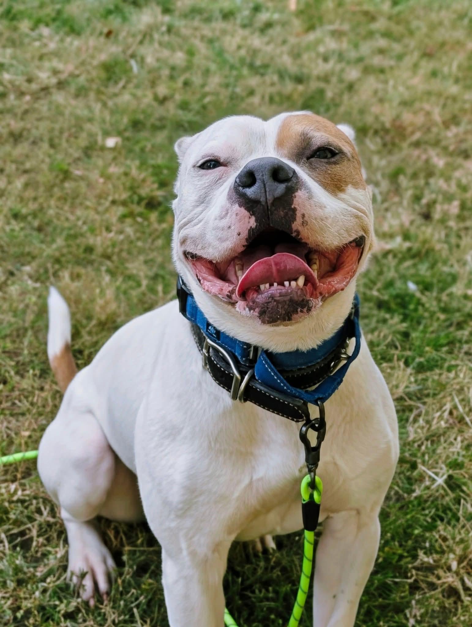 Enlarge Chief, a Adoptable mixed breed in Woodbridge, CT image 3/3