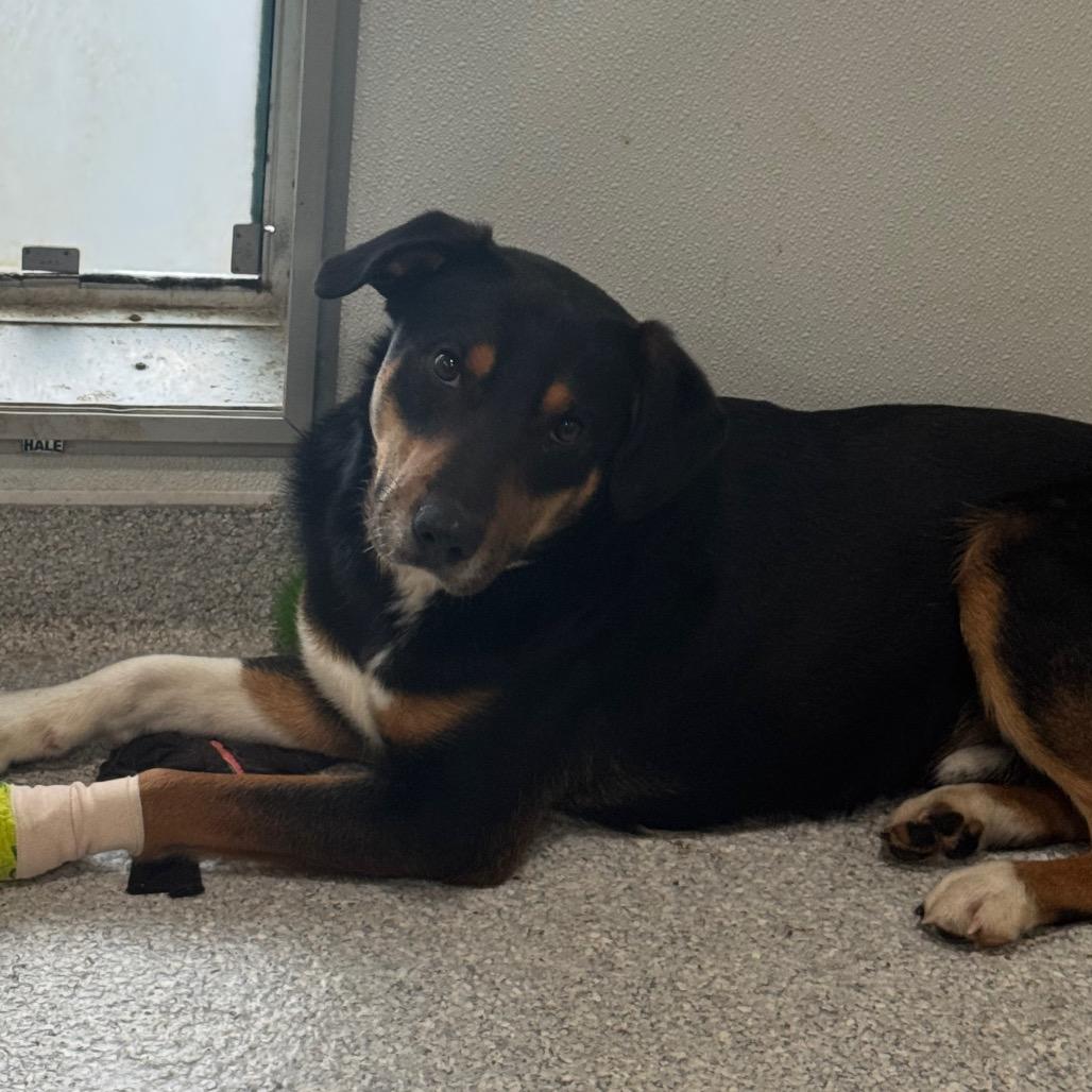 Trapper, Adoptable, Adult Male Mixed Breed.