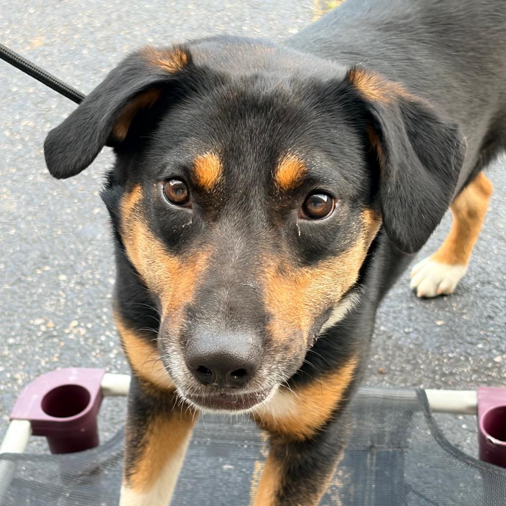 Enlarge Trapper, a Adoptable Mixed Breed in Pineville, MO image 2/4