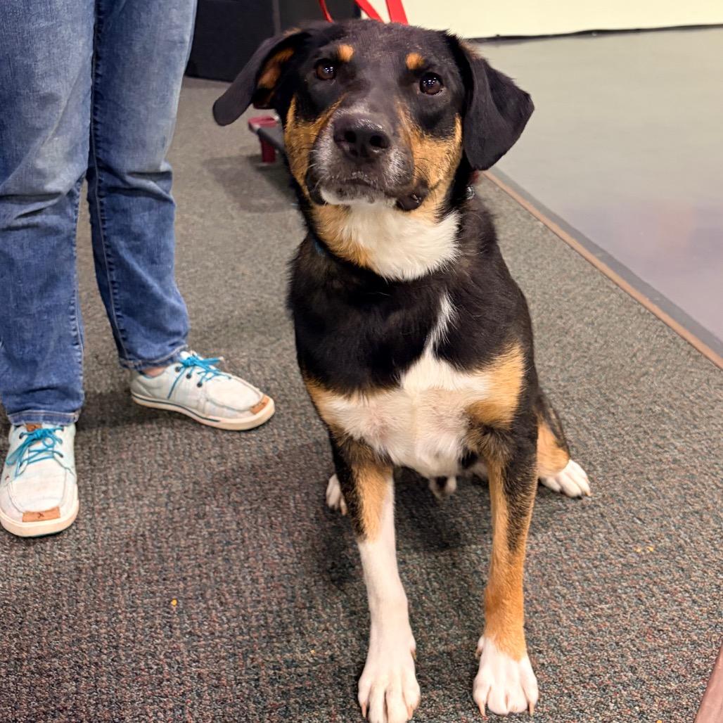 Trapper, a Adoptable Mixed Breed in Pineville, MO image 3/5