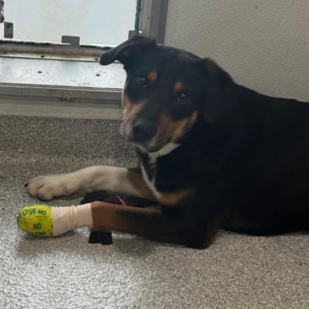 Trapper, a Adoptable Mixed Breed in Pineville, MO image 2/2