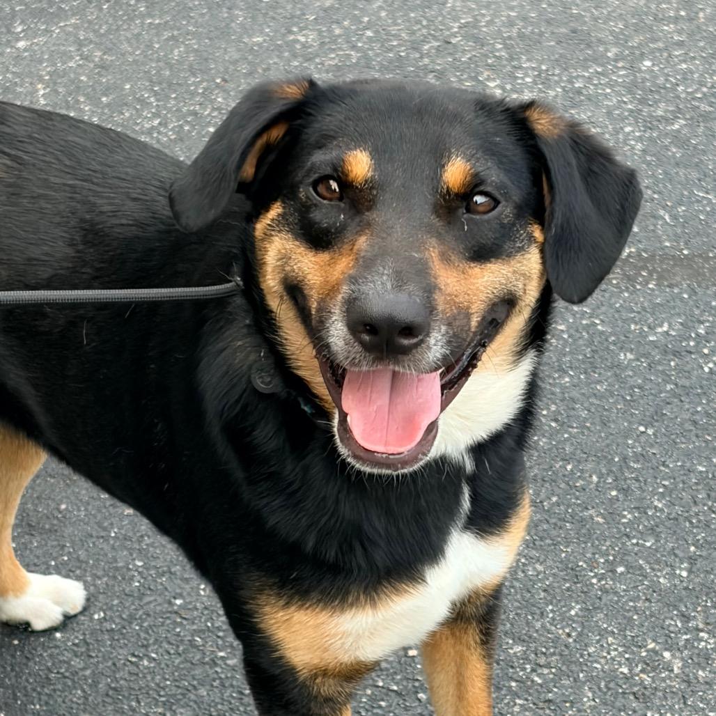 Enlarge Trapper, a Adoptable Mixed Breed in Pineville, MO image 4/4