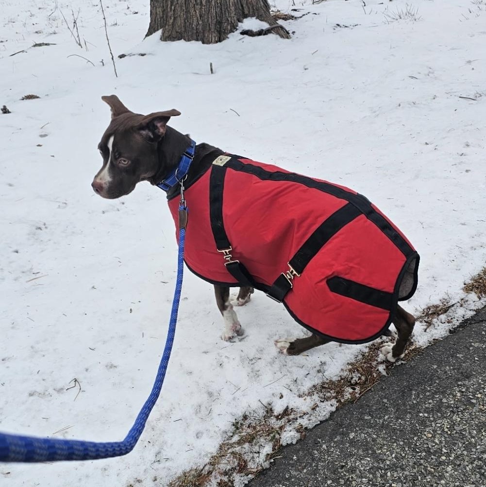 Enlarge Logan , a ADOPTABLE mixed breed in South Plainfield, NJ image 6/6