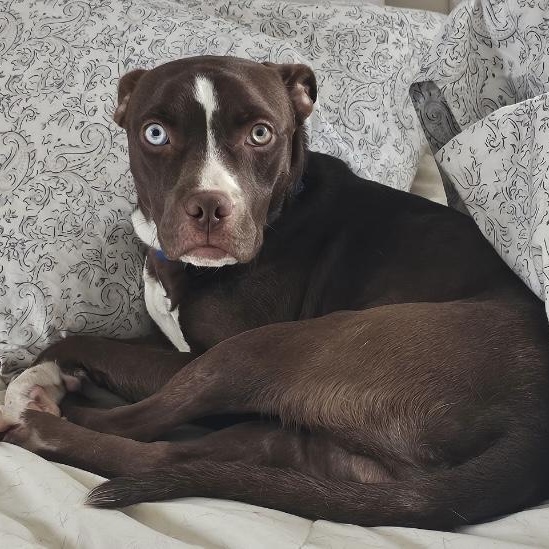 Enlarge Logan , a ADOPTABLE mixed breed in South Plainfield, NJ image 3/6