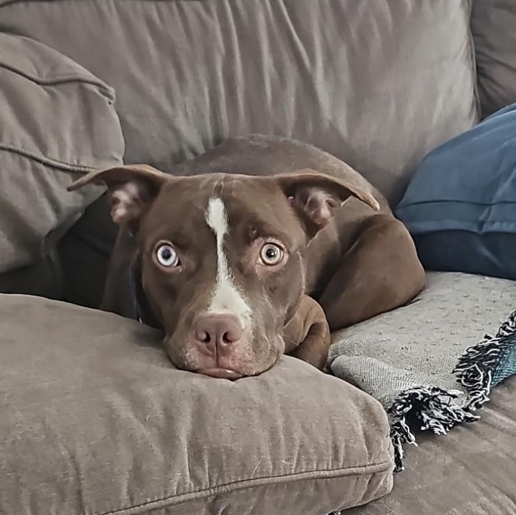 Logan , ADOPTABLE, Young Male Pit Bull Terrier.