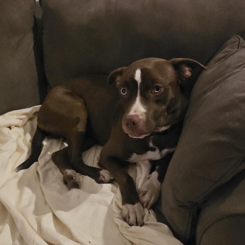 Enlarge Logan , a ADOPTABLE mixed breed in South Plainfield, NJ image 2/6