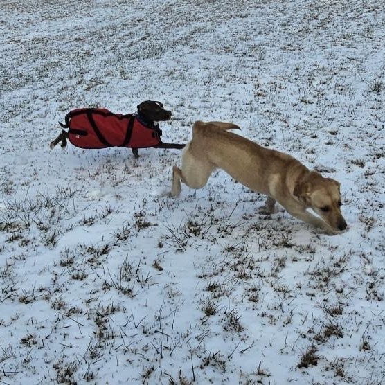 Enlarge Logan , a ADOPTABLE mixed breed in South Plainfield, NJ image 5/6