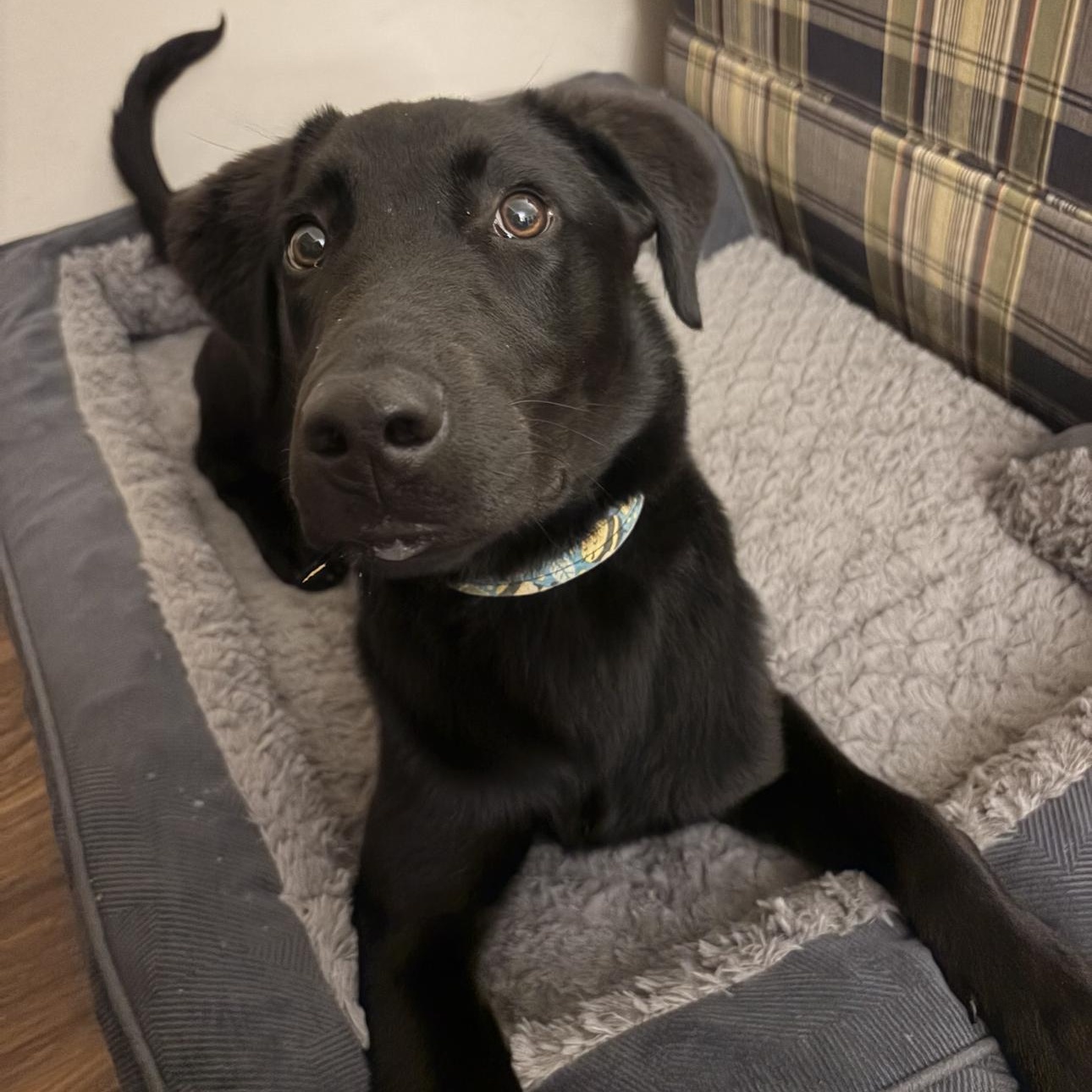Enlarge Onyx, a ADOPTABLE mixed breed in Louisburg, KS image 2/6