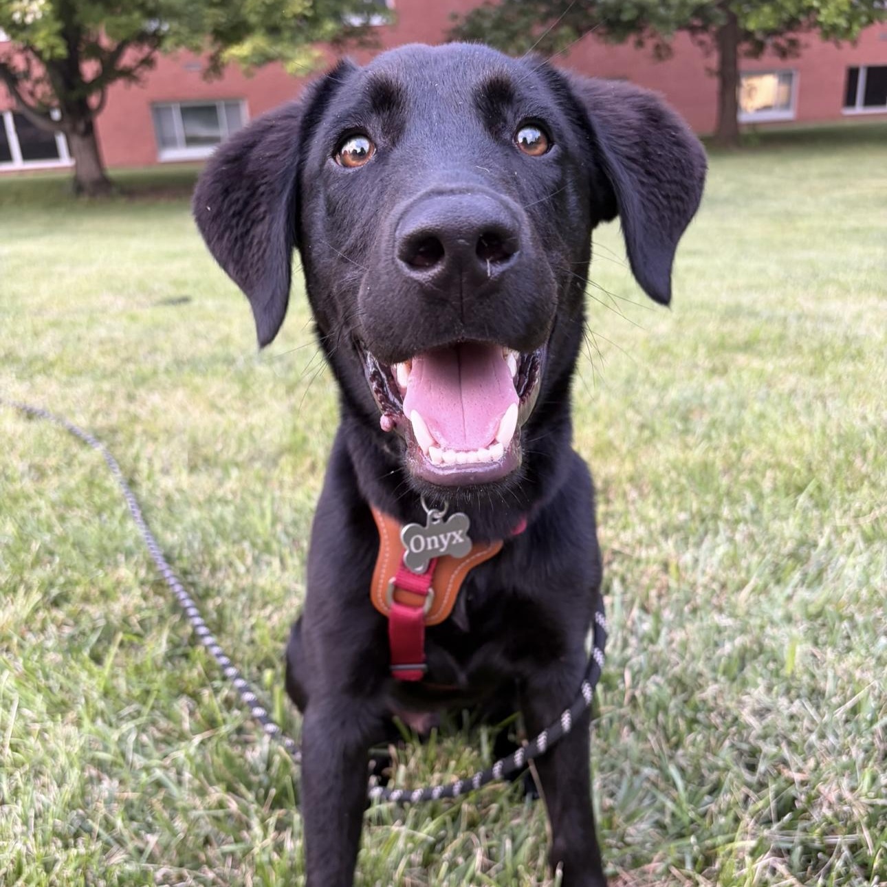 Onyx, ADOPTABLE, Young Male Black Labrador Retriever & Border Collie.