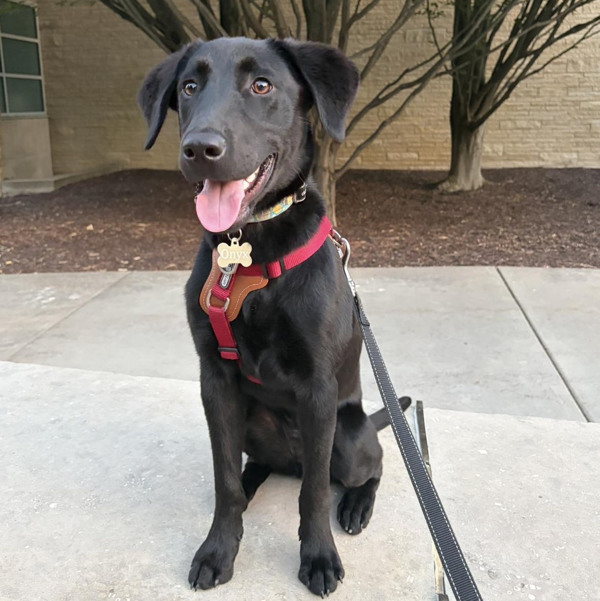 Enlarge Onyx, a ADOPTABLE mixed breed in Louisburg, KS image 4/6