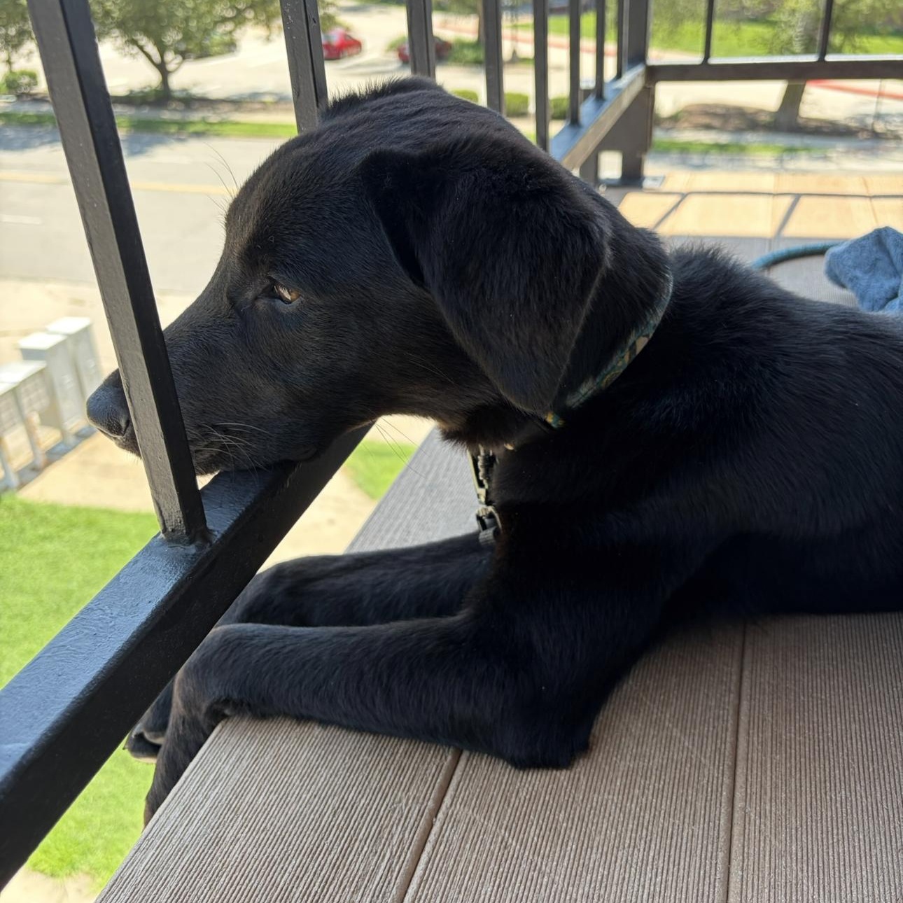 Enlarge Onyx, a ADOPTABLE mixed breed in Louisburg, KS image 3/6