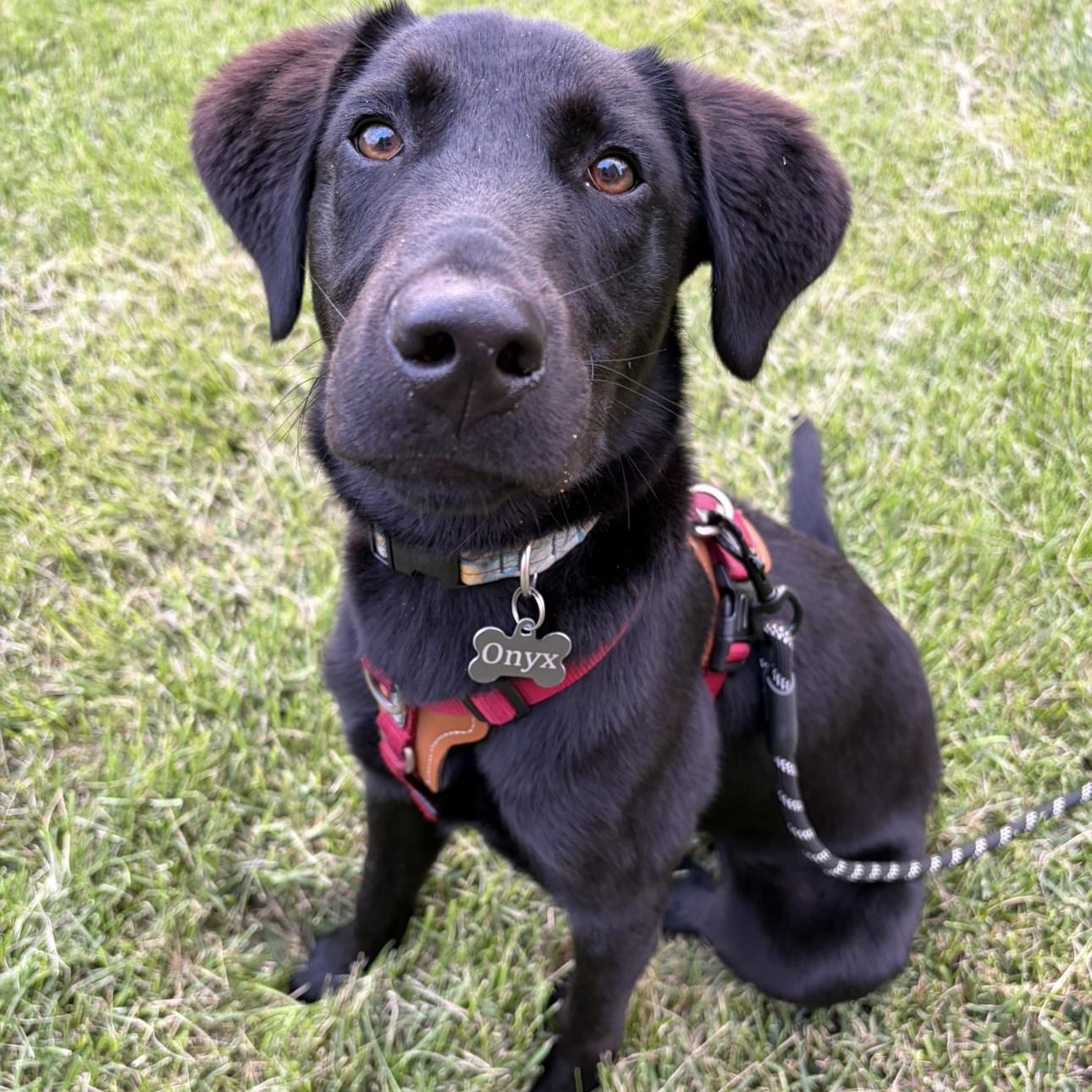 Enlarge Onyx, a ADOPTABLE mixed breed in Louisburg, KS image 6/6