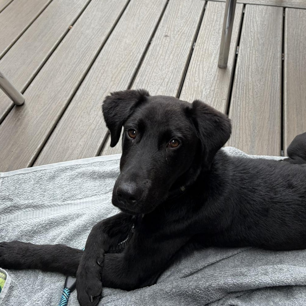 Enlarge Onyx, a ADOPTABLE mixed breed in Louisburg, KS image 5/6