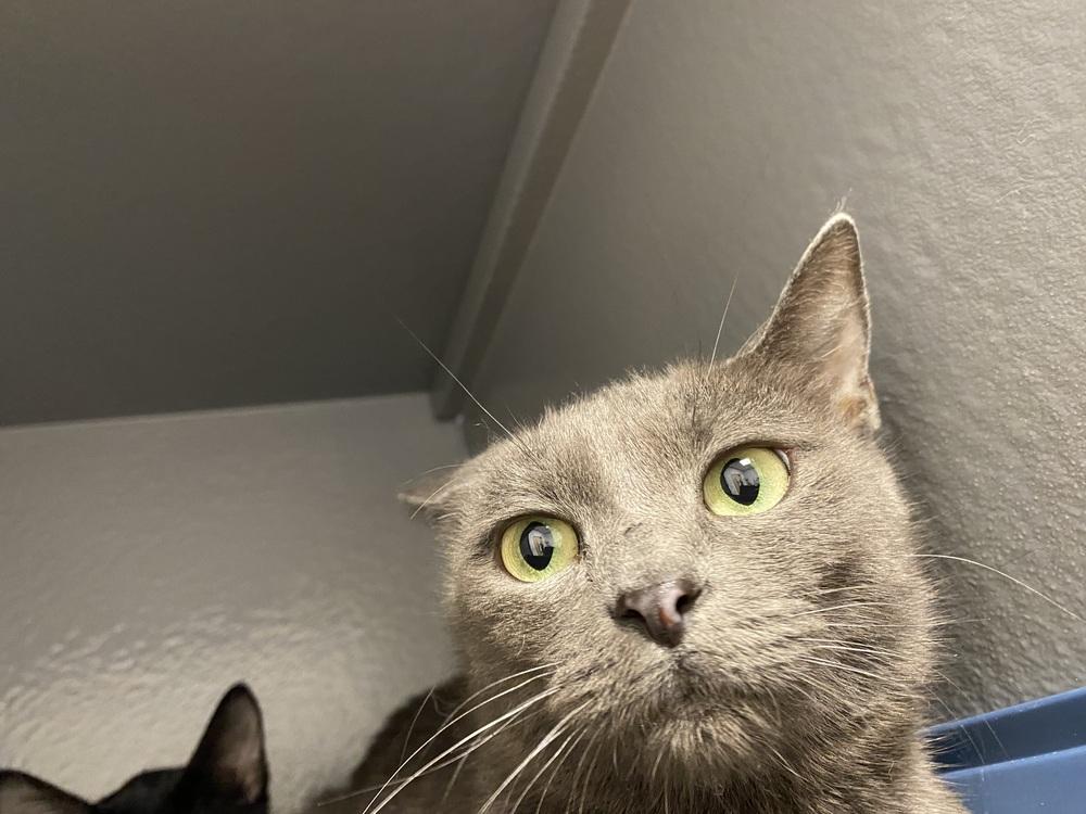 Cosmic Brownie, Adoptable, Young Female Domestic Short Hair.