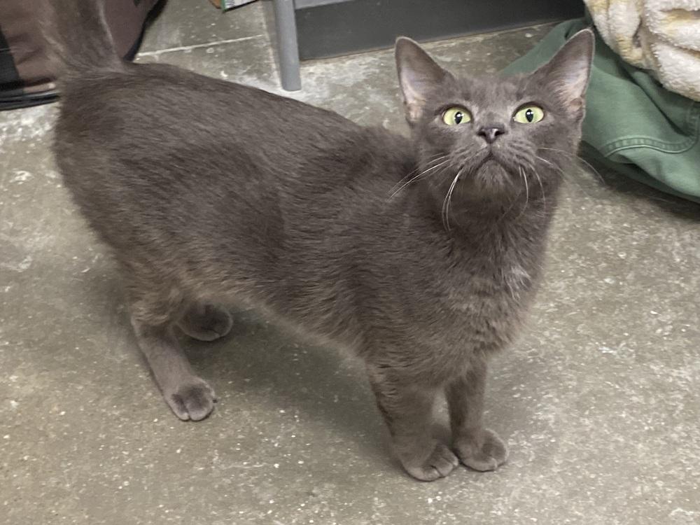 Enlarge Cosmic Brownie, a Adoptable Domestic Short Hair in Clarksville, TN image 4/6