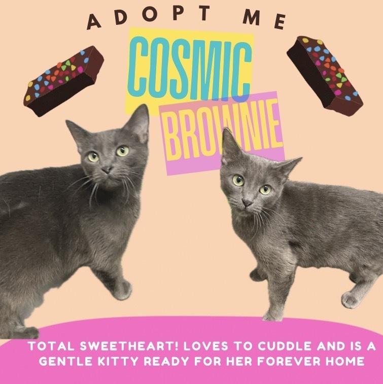 Enlarge Cosmic Brownie, a Adoptable Domestic Short Hair in Clarksville, TN image 5/6